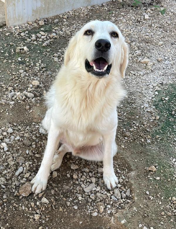 IL TENERO LUCKY Foto 2